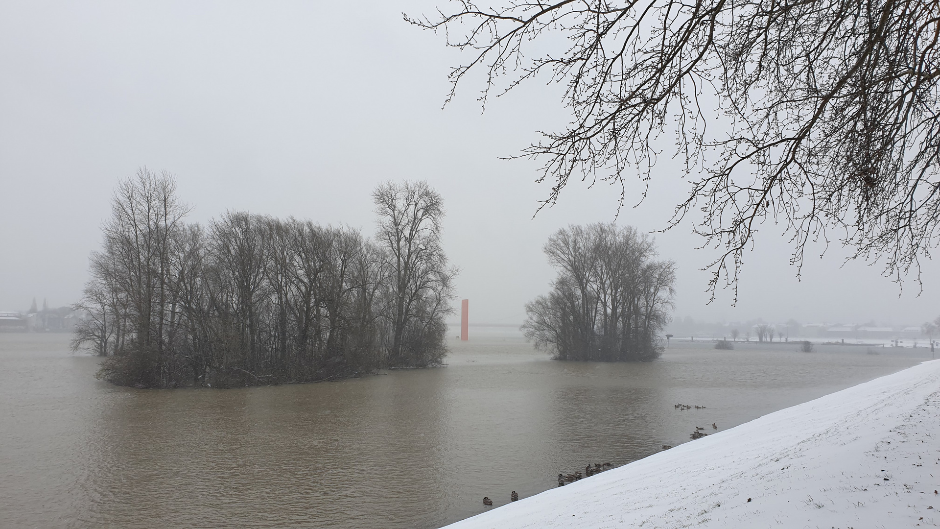 Rheinorange im Hochwasser