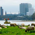 Rheinpanorama in Düsseldorf