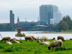 Rheinpanorama in Düsseldorf