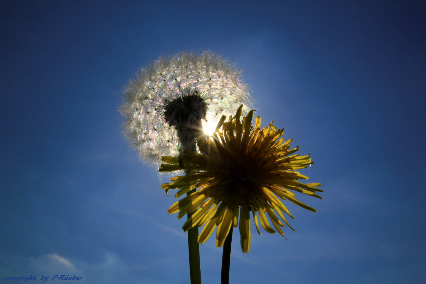 Rheinpark 10.05.2015 