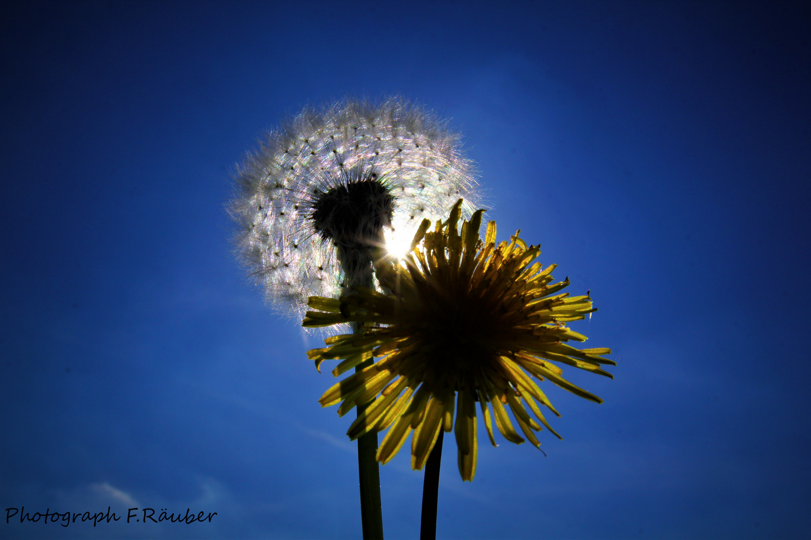 Rheinpark 10.05.2015 Pusteblume.