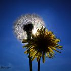 Rheinpark 10.05.2015 Pusteblume.