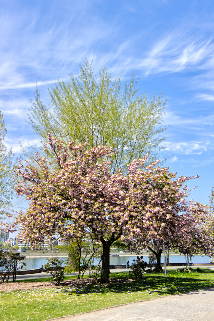 Rheinpark Köln Foto & Bild jahreszeiten, frühling, bäume Bilder auf