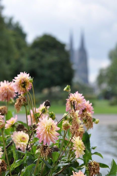 Rheinpark mit Dom im Hintergrund