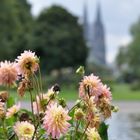 Rheinpark mit Dom im Hintergrund