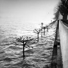 RheinPromenade 1970