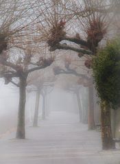 Rheinpromenade im Nebel