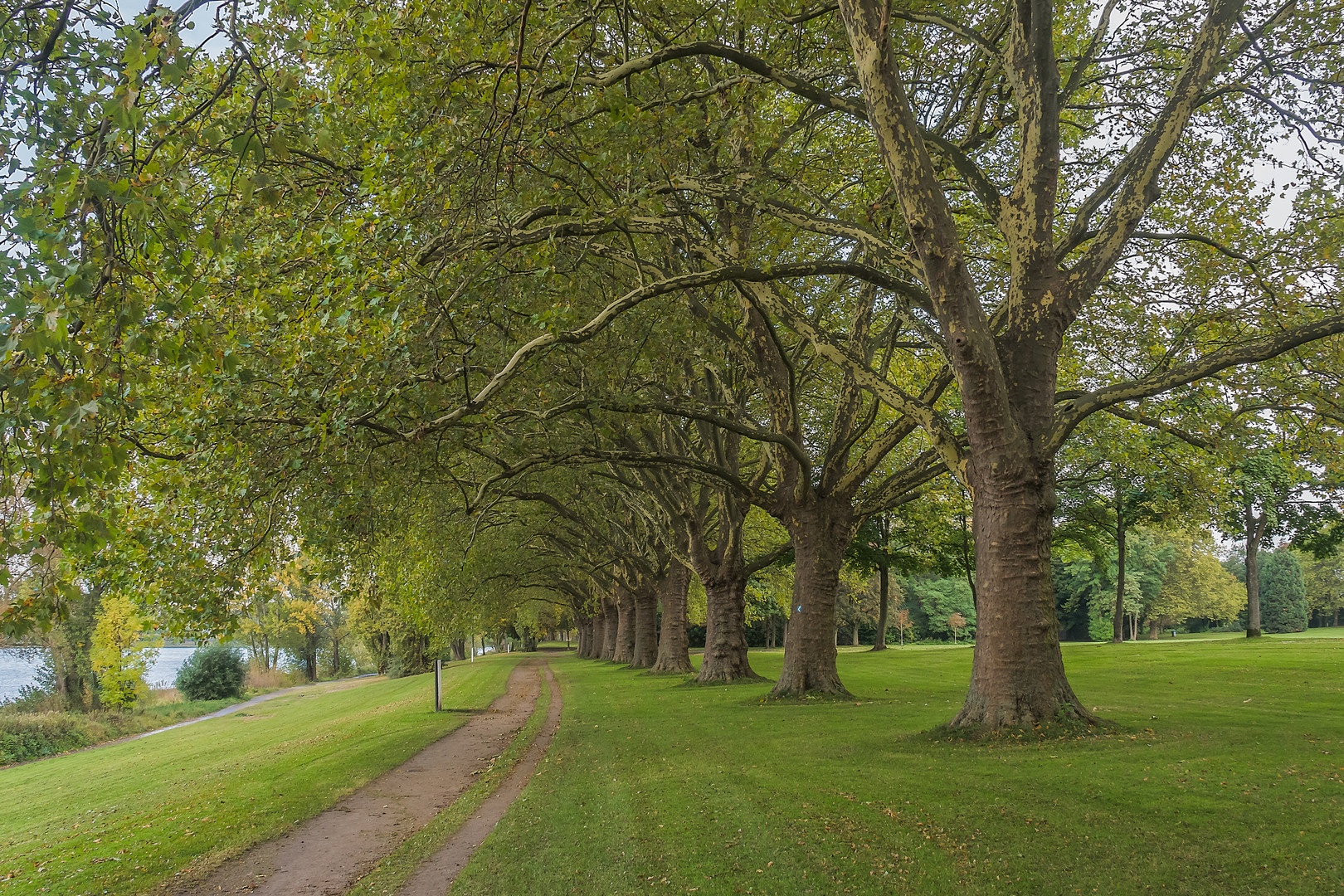 Rheinpromenade in Bonn