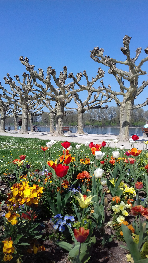 Rheinpromenade in Worms