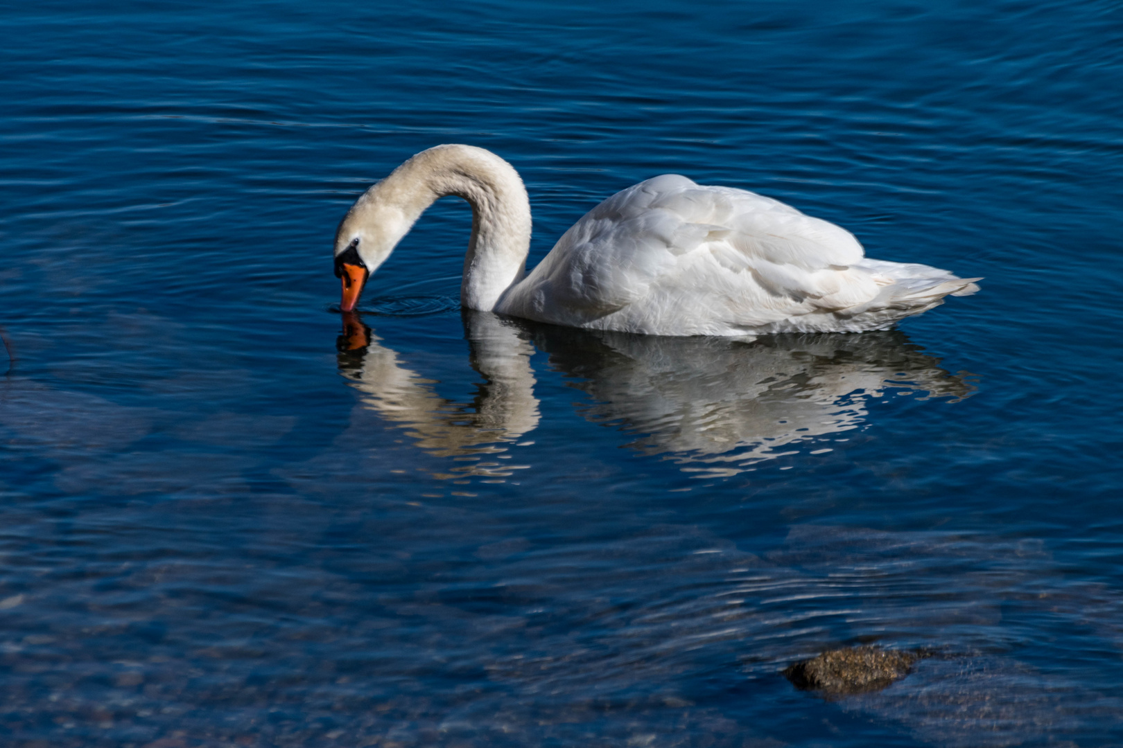 Rheinschwan