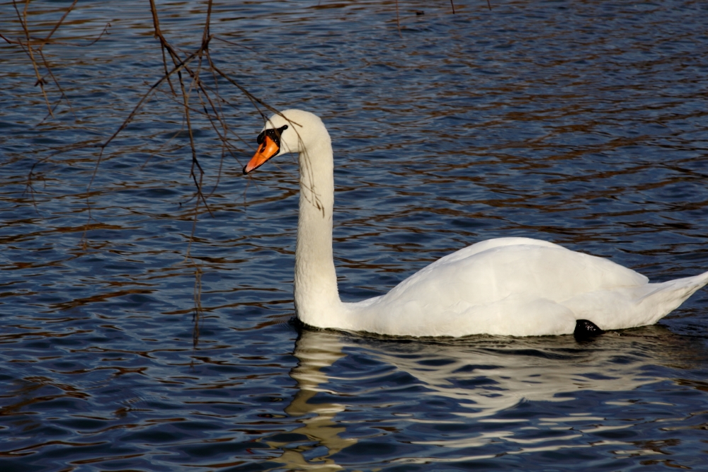 "Rheinschwan"