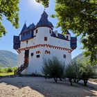 Rheinstrand mit Vegetation