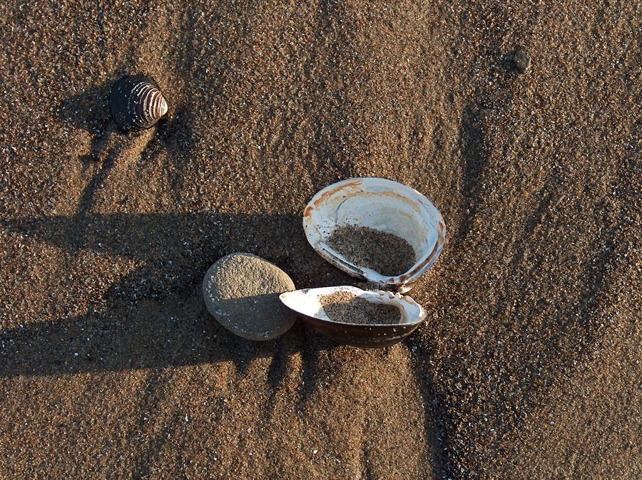 Rheinstrandmuscheln