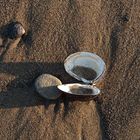 Rheinstrandmuscheln