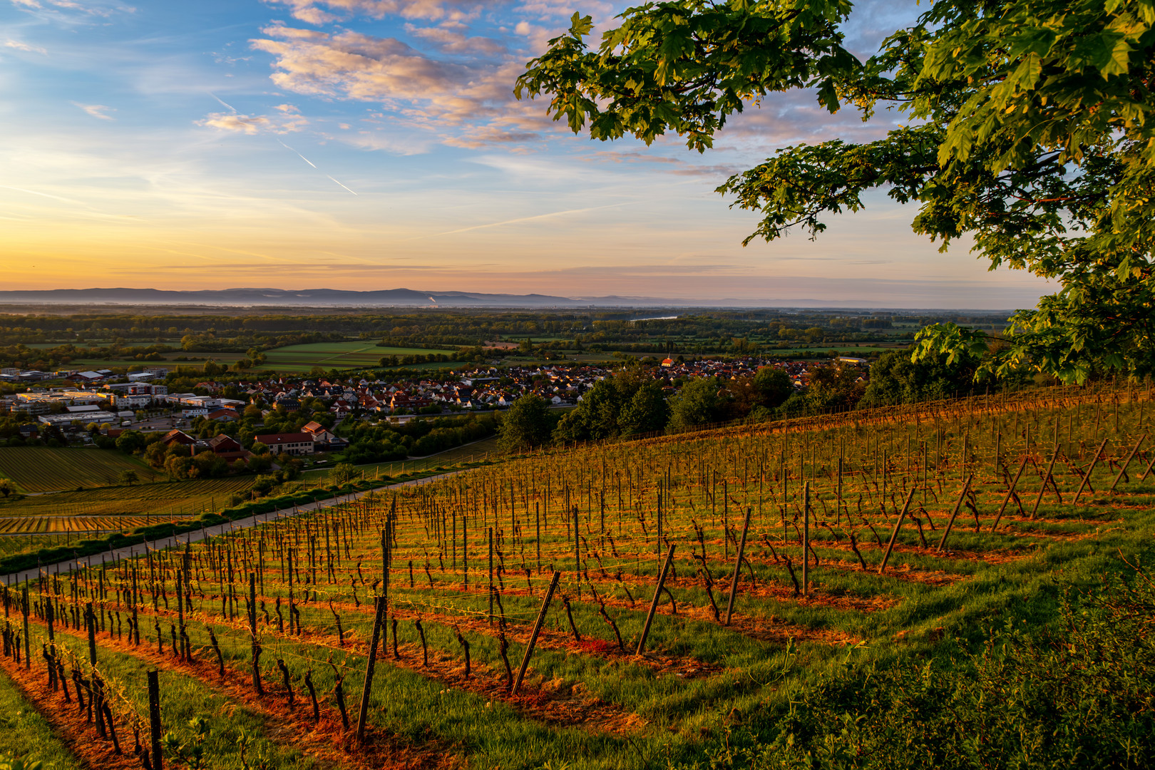 Rheintal bei Oppenheim