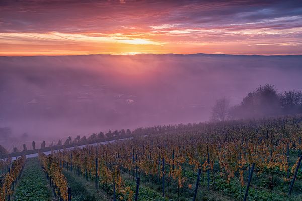 Rheintal bei Oppenheim