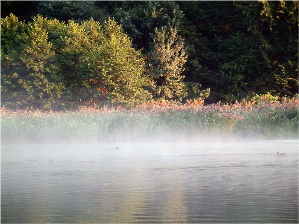 Rheinthaler See um sieben Uhr morgens