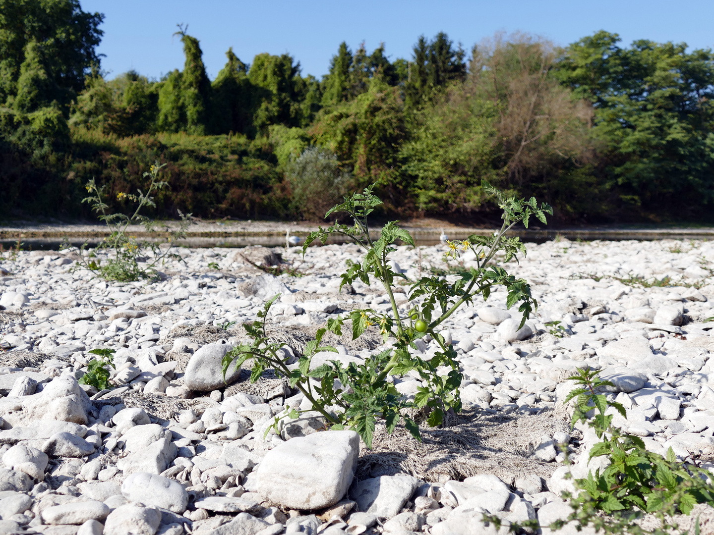 Rheintomaten