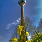 Rheinturm