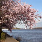 Rheinufer bei Eltville am Rhein