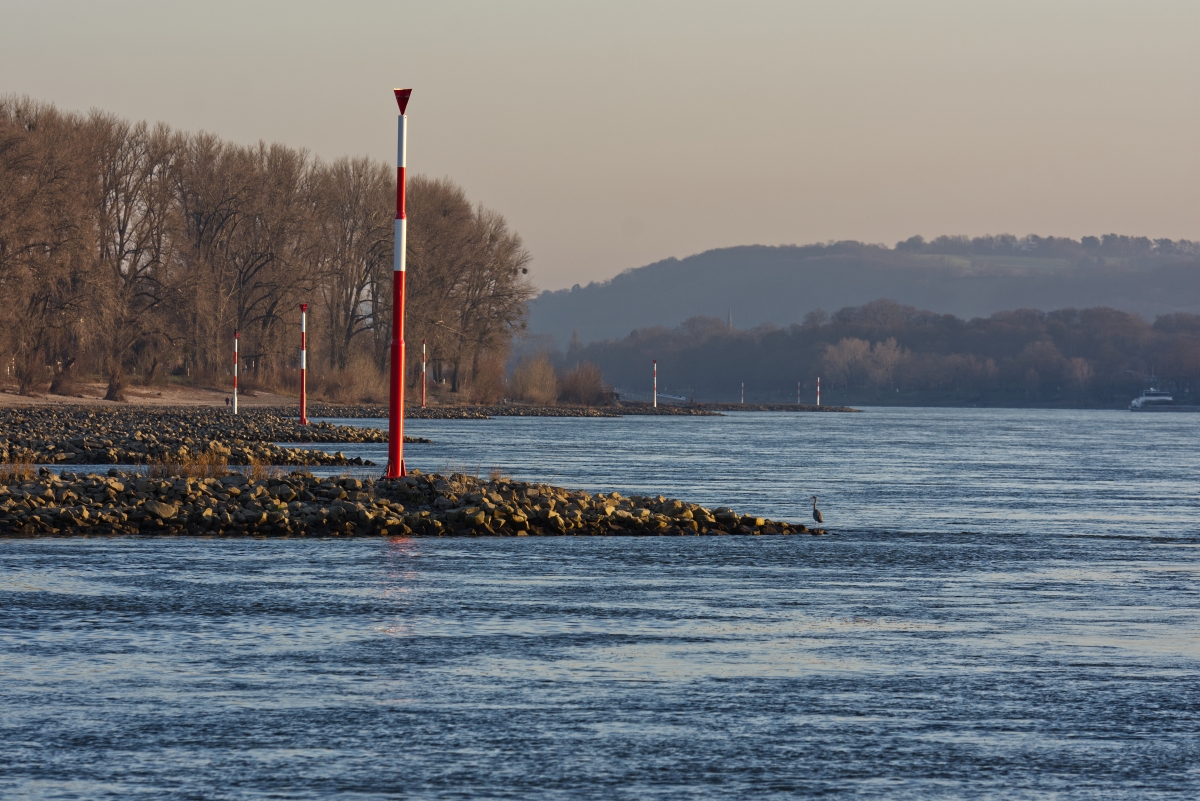 Rheinufer Bonn-Oberkassel mit Graureiher