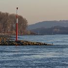 Rheinufer Bonn-Oberkassel mit Graureiher