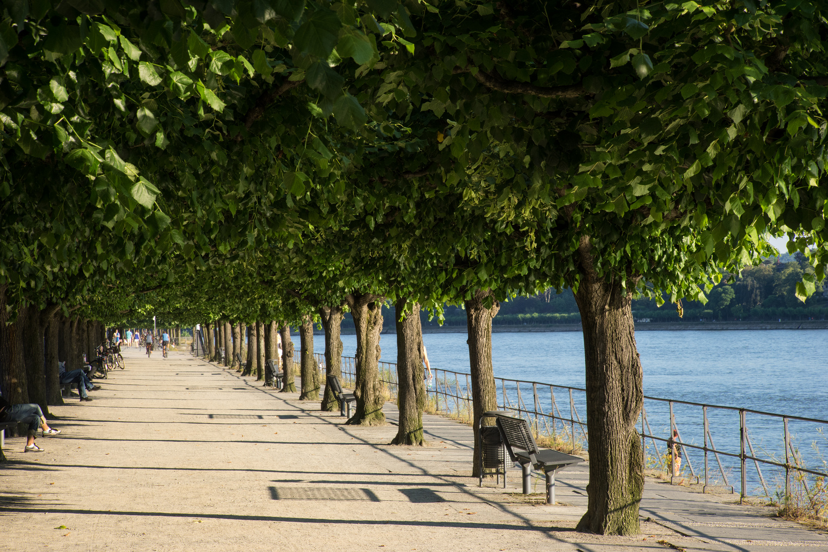 Rheinufer in Bonn