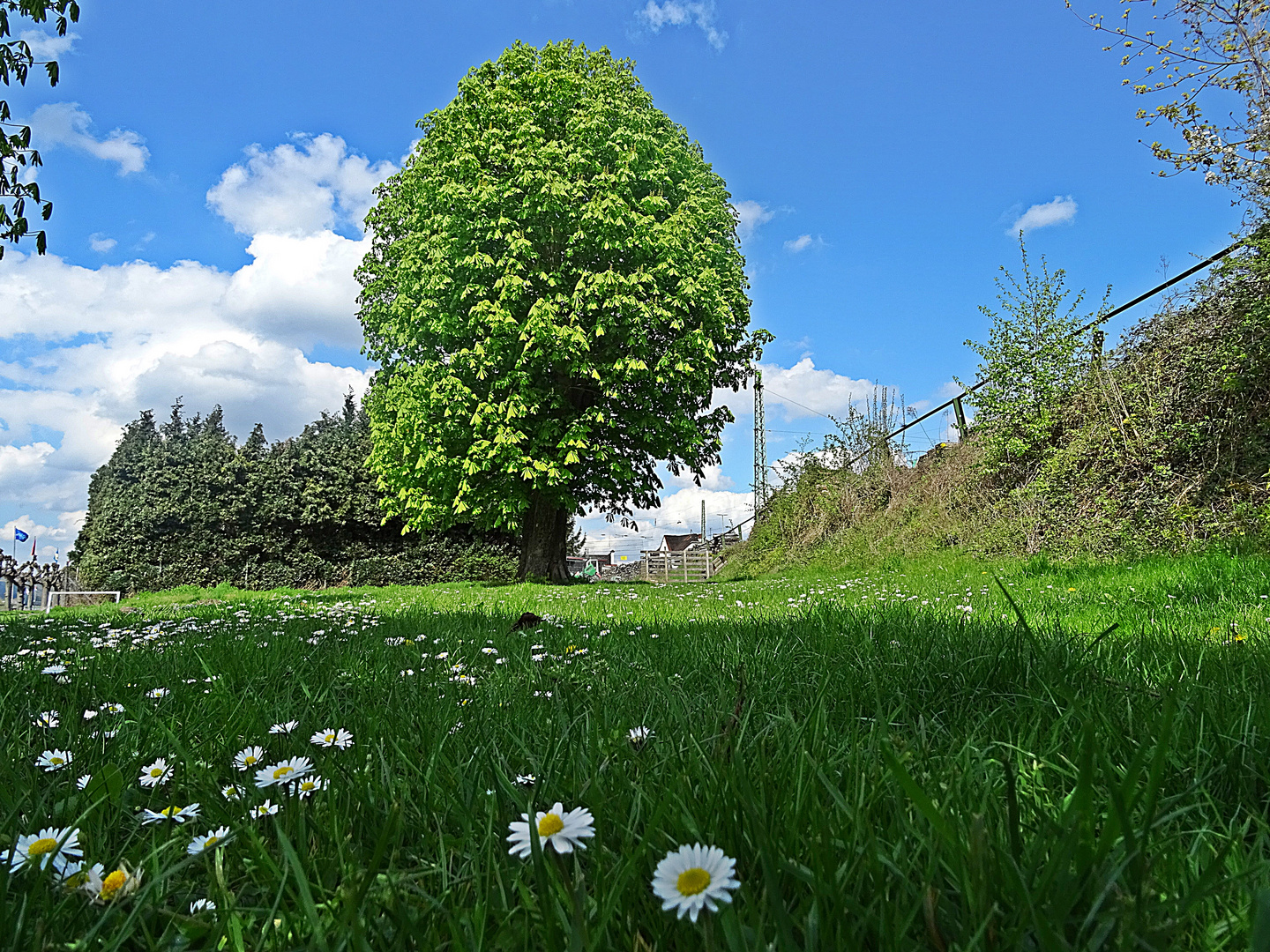 Rheinuferlandschaft