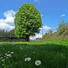 Rheinuferlandschaft