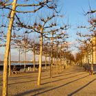 Rheinuferpromenade