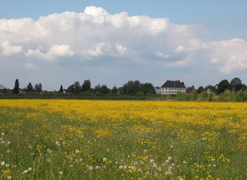 Rheinvorland im Frühjahr