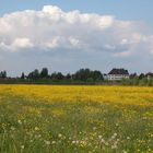 Rheinvorland im Frühjahr