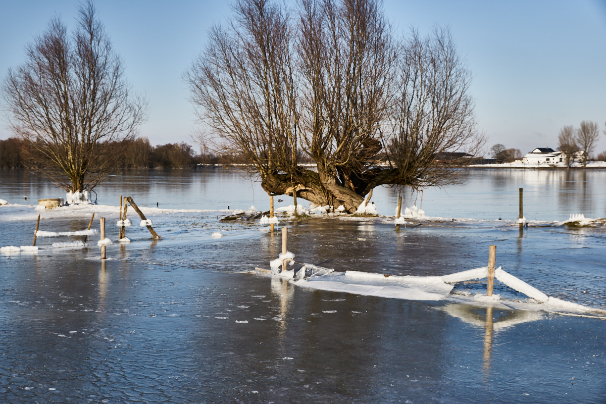 Rheinwiesen 1