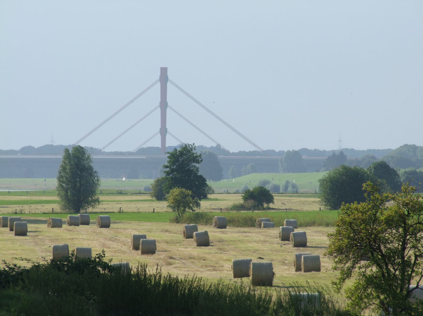 Rheinwiesen bei Duisburg-Homberg