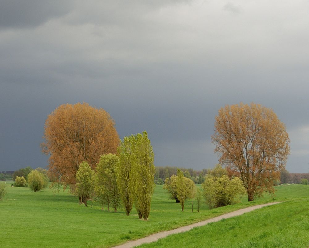 Rheinwiesen bei Zons