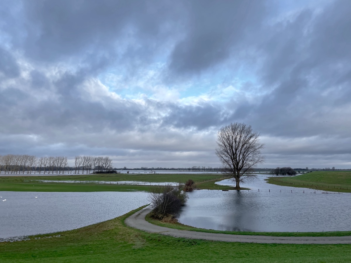 Rheinwiesen, sehr feucht