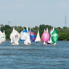 Rheinwoche unter Spinaker 2