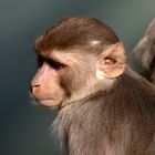 Rhesus Aeffchen