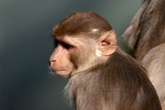 Rhesus Aeffchen