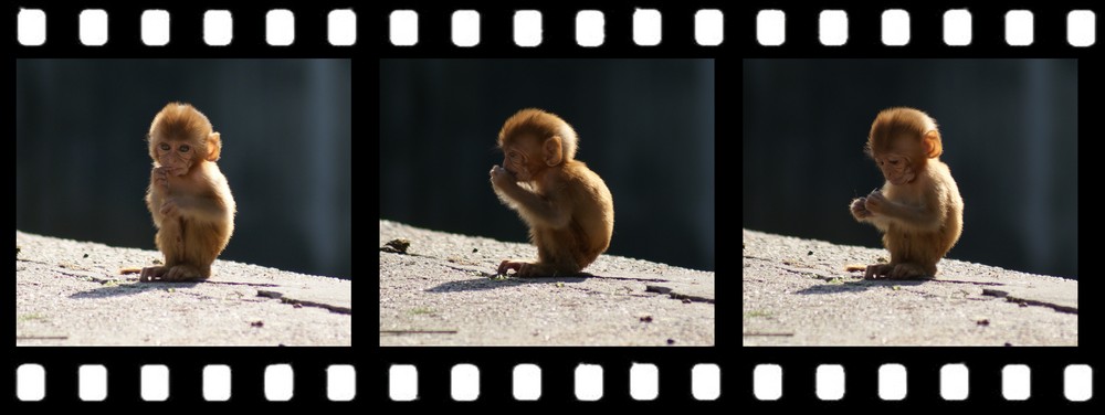 Rhesus-Baby-Affe im Heidelberger Zoo