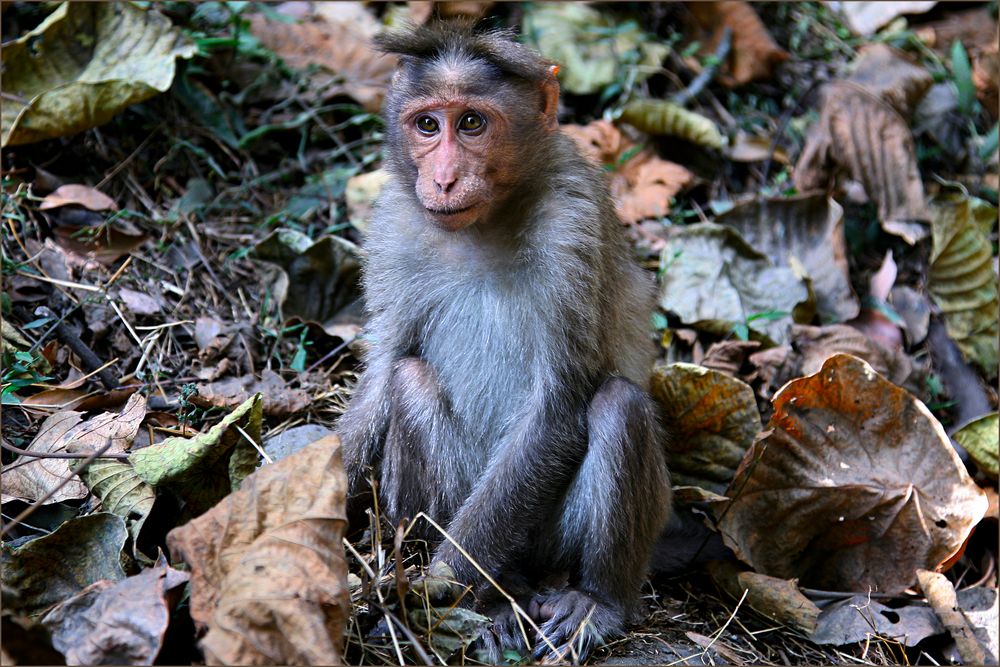 Rhesusaffe (Macaca mulatta)