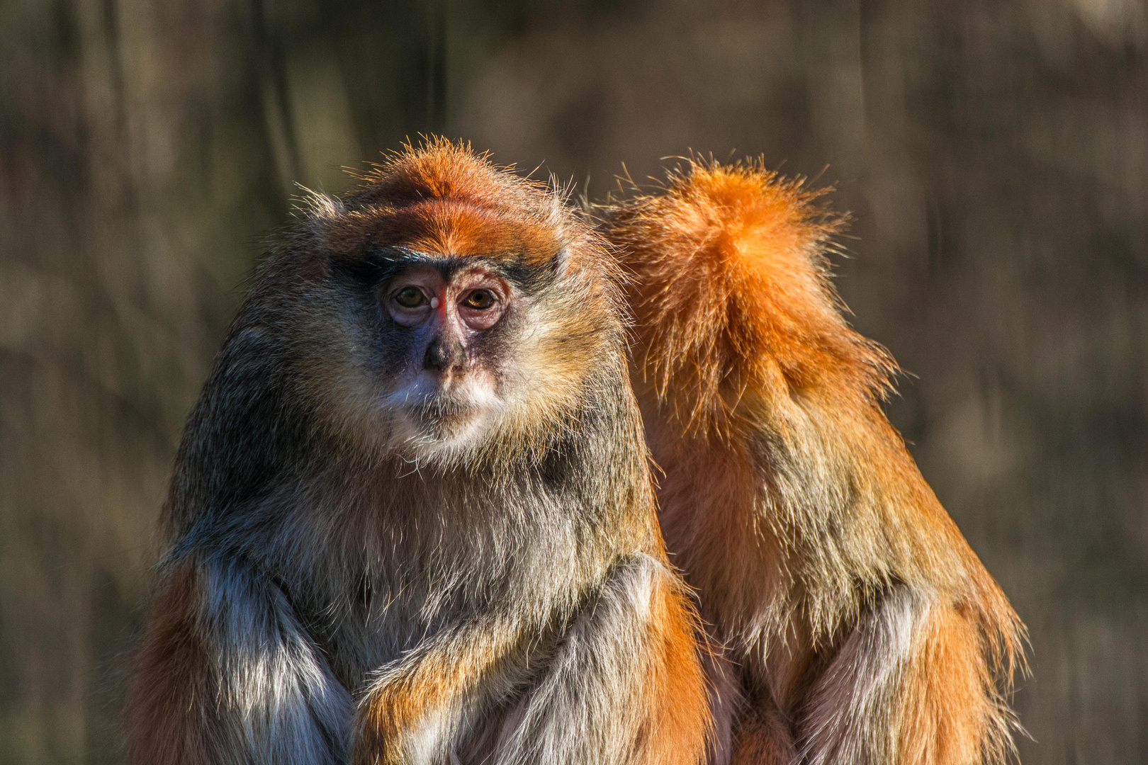 Rhesusaffe ( Macaca mulatta ) im Tierpark Gotha (Thüringen)