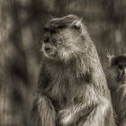 Rhesusaffe ( Macaca mulatta ) im Tierpark Gotha (Thüringen) 2