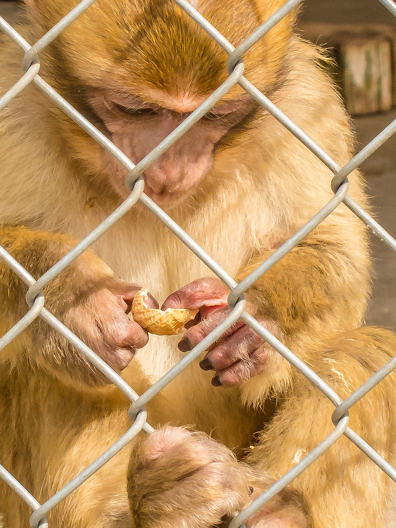 Rhesusaffenbaby (Macaca mulatta)