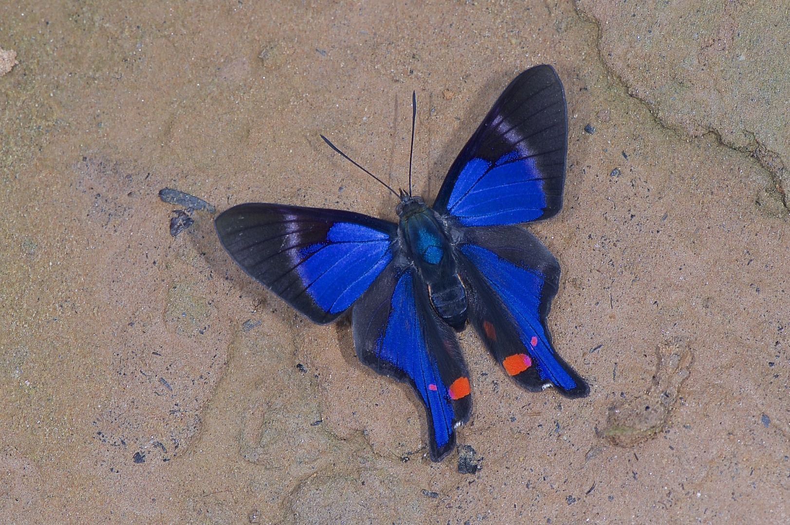 Rhetus periander Bolivien Madidi Nationalpark 19. August 2015