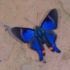 Rhetus periander Bolivien Madidi Nationalpark 19. August 2015