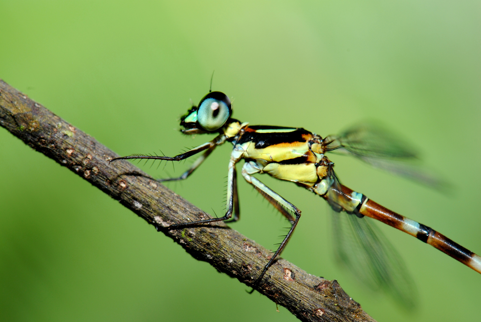 Rhinagrion hainanensis, m