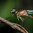 Rhinagrion hainanensis, young f