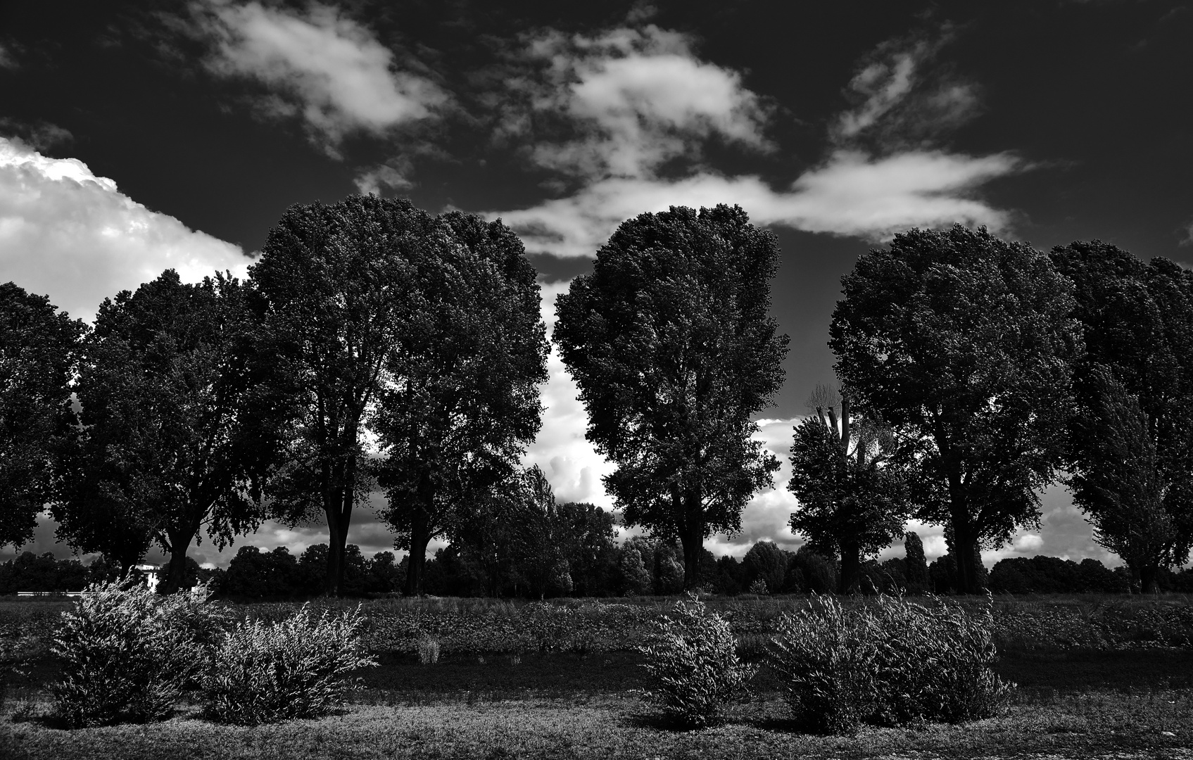 Rhine Landscape