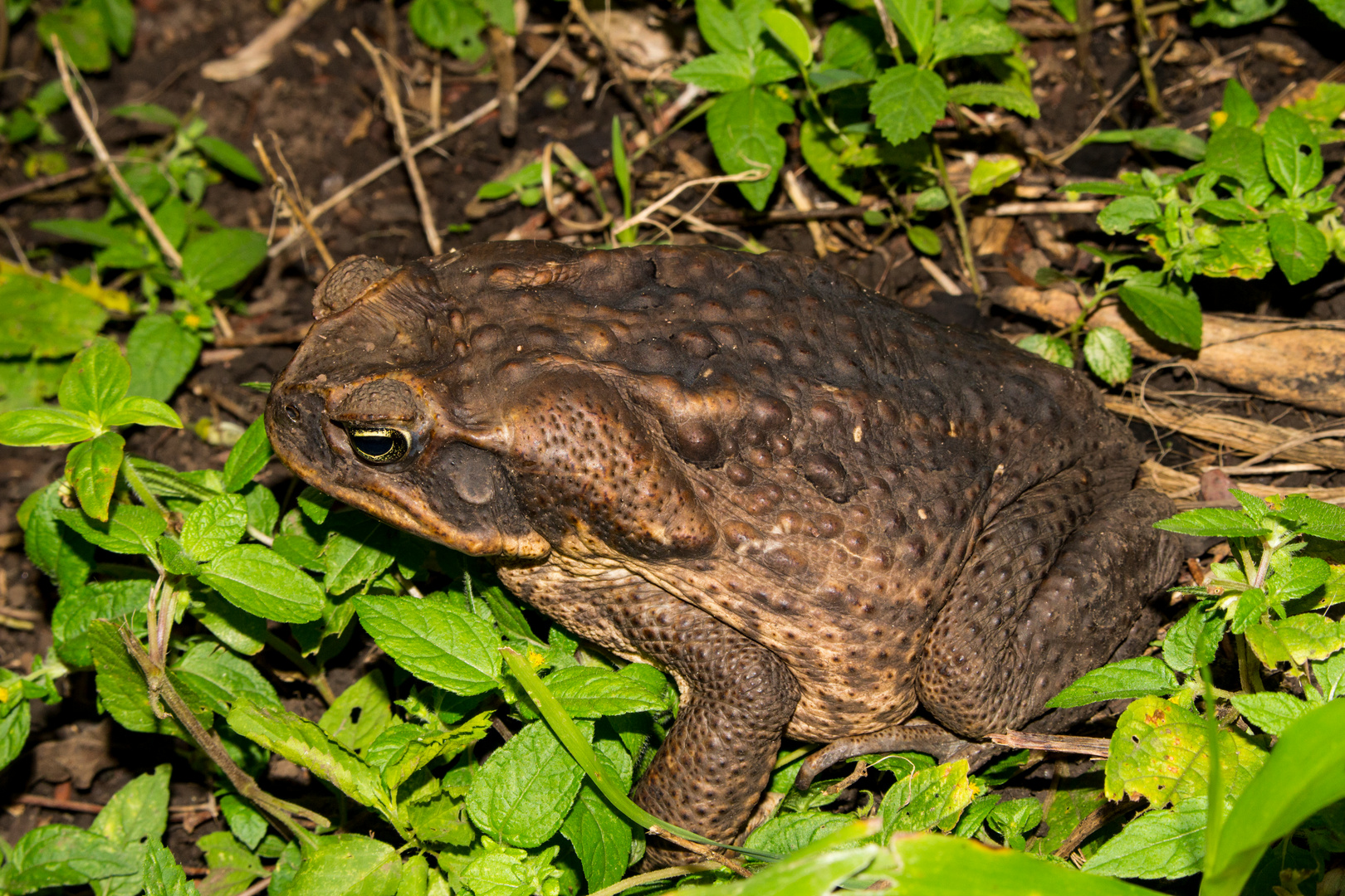 Rhinella marina